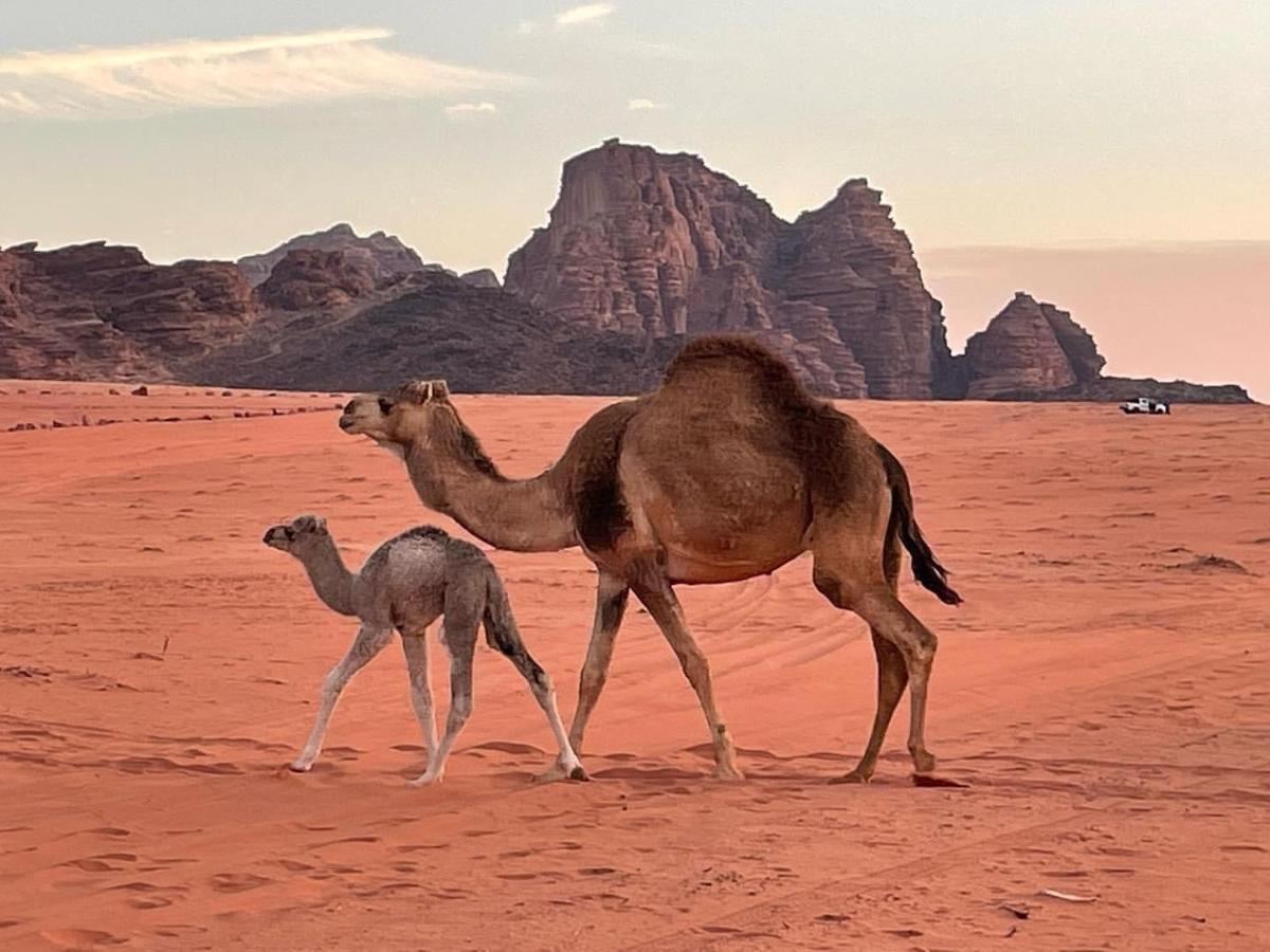 Orbit Camp Hotell Wadi Rum Eksteriør bilde